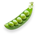 Plant Protein